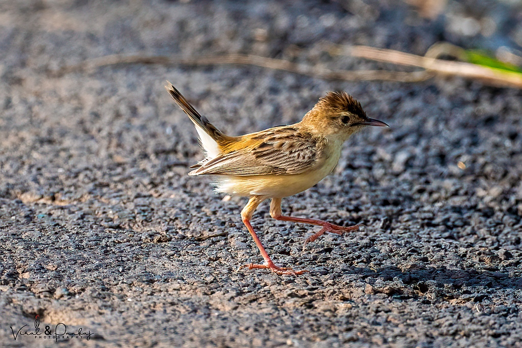 Zitting Cisticola